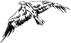 condor bird